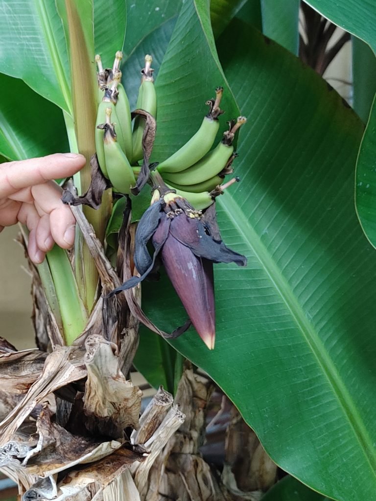 tiny bananas growing