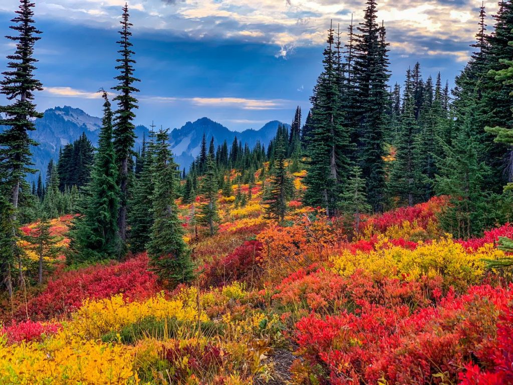 Image of side of mountain with green Evergreen trees surrounded by bushes with bright yellow and red fall leaves.