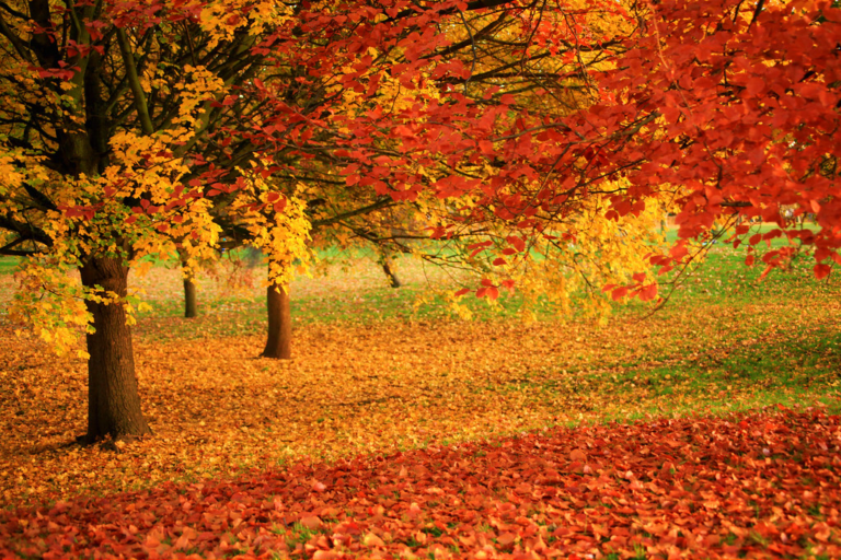Recycling Fall Leaves EvCC Sustainability